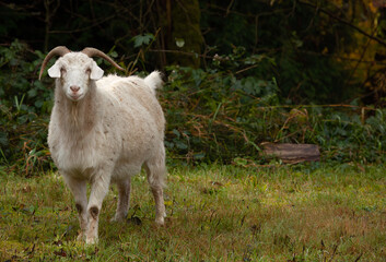 Naklejka premium sheep in a field