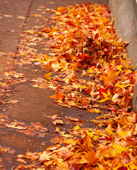 autumn leaves on the ground