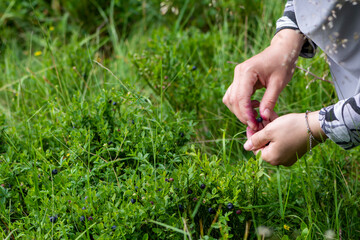 Female hands picking blueberries at the mountain. Summer season time for collecting wild organic bilberries, agricultural concept and close up shoot