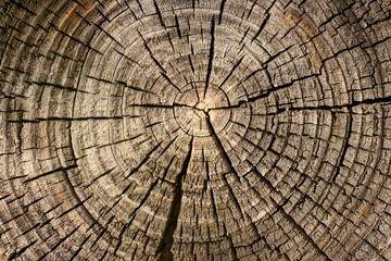 Wood rings of a tree, a texture showing the age and years of the tree