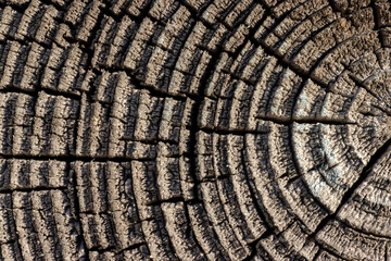 Textured wood rings showing the age and years of the tree. Abstract gray background