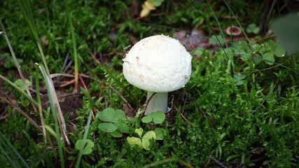 Autumn - White mushrooms in the forest 