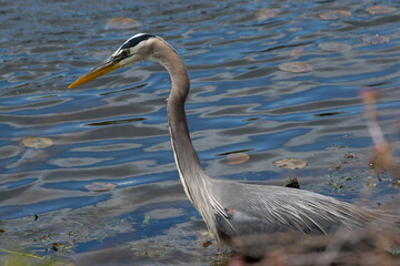 great blue heron