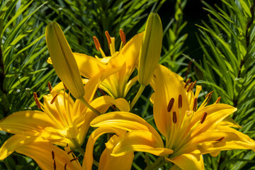 Bright yellow lilies close-up. Floral background for rest and relaxation - Powered by Adobe