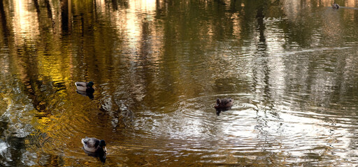 Fototapeta na wymiar Wild ducks swimming in lake. Waterfowls on wavy water. Full frame.