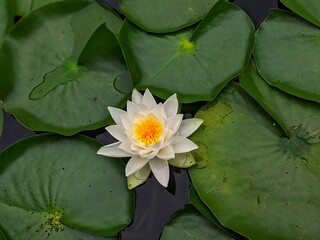 white water lily