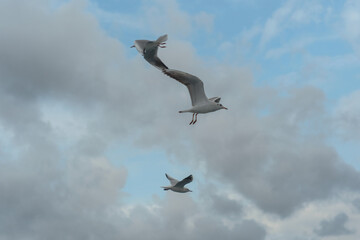 birds in flight