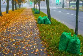 Large green cellophane garbage bags filled with leaves and grass lie in a row on grass near the edge of a highway and sidewalk covered with fallen fall yellow and orange leaves.