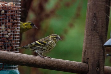Siskin