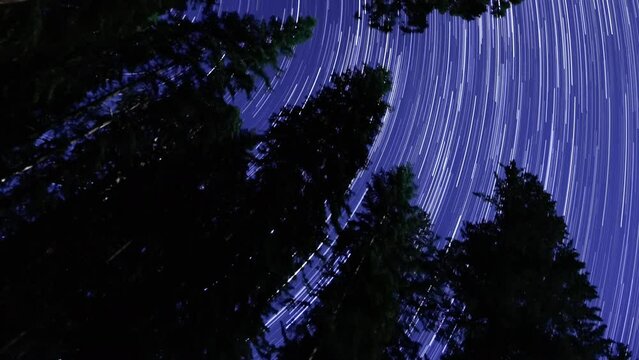 Sequoia Trees Star Trails Vertical Shot Grant Grove Sequoia and Kings Canyon
