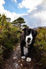 dog in the mountains