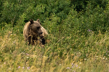 Thin Grizzly Bear Wanders Through Bushes