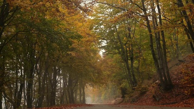 Autumn forest in the fog. Beautiful golden autumn season in the mountains. Orange and red trees around the leaf-strewn road.