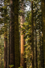 Towers of Pine Trees and Sequoias In Yosemite