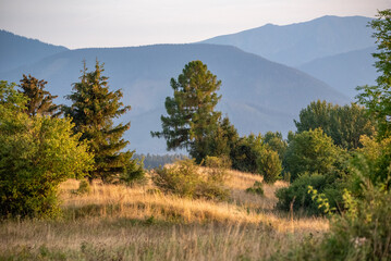 landscape with trees
