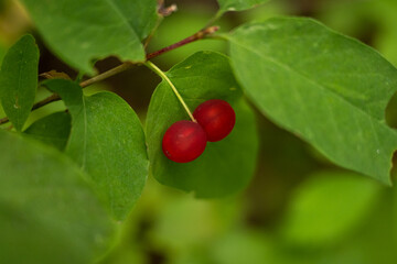 Utah Honeysuckle Berries Grow On Bush