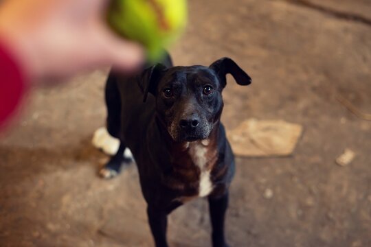 Retrato de perro negro mirando una pelota de tenis