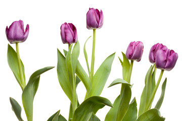 A Row of  Fresh Purple Spring Tulips Isolated on a White Background