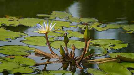 water lily in the pond
