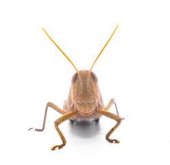 Brown grasshopper face and antennae isolated on white background. Schistocerca damnifica, known generally as the mischievous bird grasshopper