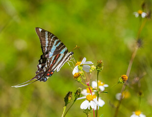 Zebra swallowtail butterfly - Protographium marcellus - eating nectar on Bidens alba or Spanish needle