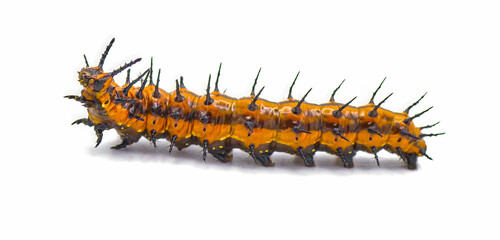 Gulf fritillary or passion butterfly - Agraulis vanillae Isolated on white background