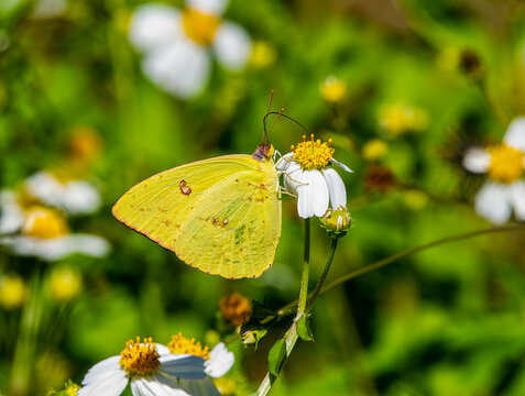 Phoebis sennae, the cloudless sulphur, is a mid sized butterfly in the family Pieridae found in the Americas