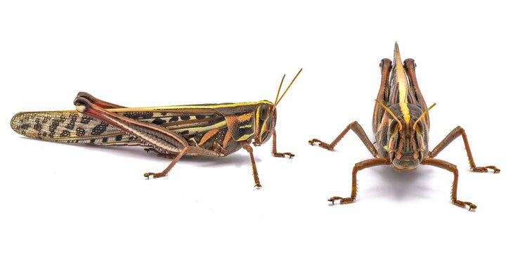 Colorful grasshopper isolated on white background.  American bird grasshopper - Schistocerca Americana