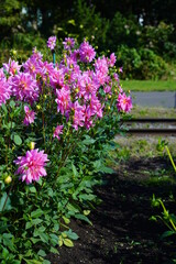 屋外に咲いたピンクの音江桜