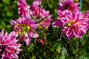 Naklejka premium Dahlia