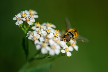 Natur Makrofotografie Sommerblumen