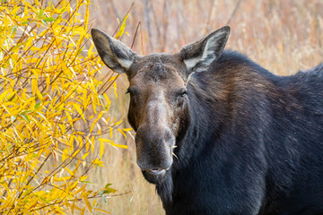  Grazing Female Moose