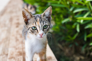 Fototapeta premium Cat face portrait, kitten with serious facial expression close-up with selective focus and bokeh background. 