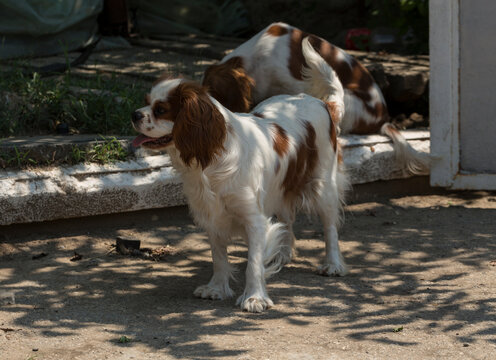 The Cavalier King Charles Spaniel Is A Small Breed Of Spaniel Classed In The Toy Group Of The Kennel Club And The American Kennel Club.