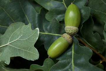 Obraz premium Oak branch with acorns and leaves outdoors, closeup