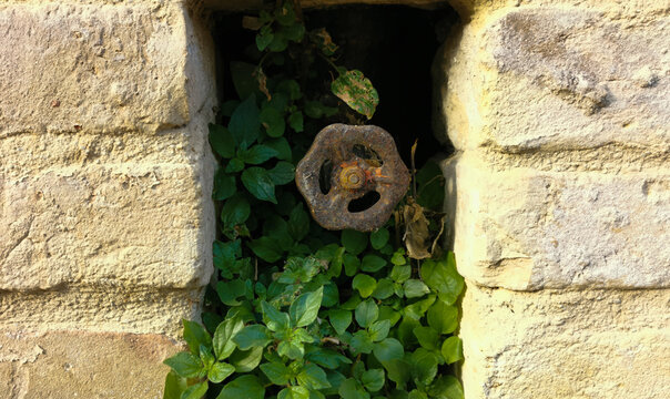 Vetriola minore Parietaria judaica L.  cresciuta nel buco di un muro antico accanto ad un vecchio rubinetto arrugginito 