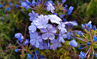 Plumbago auriculata Lam. Gelsomino azzurro, Plumbago