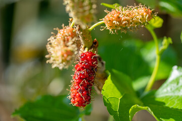 The fruit of red mulberry on mulberry tree, Mulberry leaves food for silkworms.