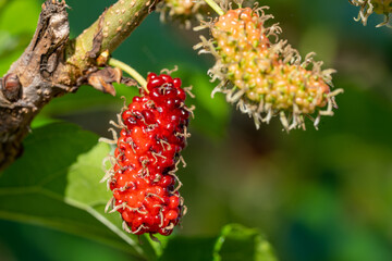 The fruit of red mulberry on mulberry tree, Mulberry leaves food for silkworms.