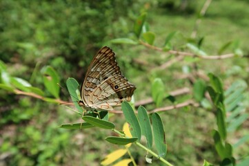 Tropical peacock butterfly on green leaves in Florida nature