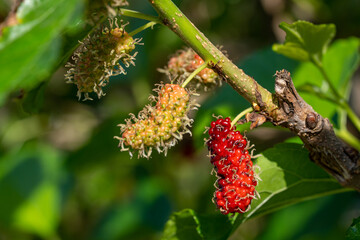 The fruit of red mulberry on mulberry tree, Mulberry leaves food for silkworms.