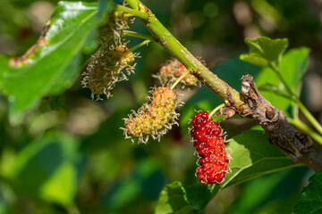 The fruit of red mulberry on mulberry tree, Mulberry leaves food for silkworms.