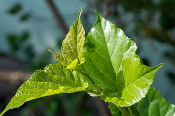 The leaves of mulberry on mulberry tree, Mulberry leaves food for silkworms raw materials for silk production.