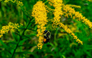 Bumble Bee on Yellow Flowers