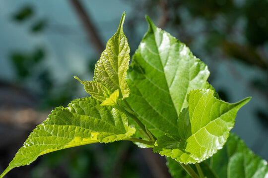 The leaves of mulberry on mulberry tree, Mulberry leaves food for silkworms raw materials for silk production.