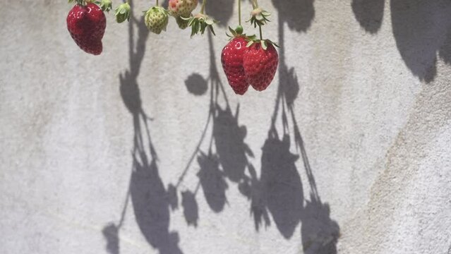 Strawberry ripen in field close-up macro view focus