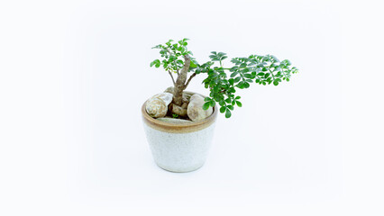 Small decorative tree,Small bonsai tree in the clay pot fukien tea plant isolated on white background