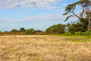 Fototapeta na wymiar rural landscape with tree in field