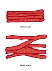 Muscle type. Skeletal and Cardiac fiber muscle illustration