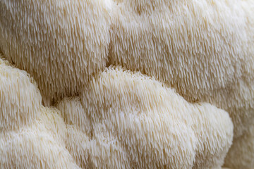Closeup lion's mane mushroom